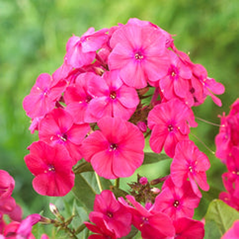 Phlox paniculata Famous Cerise 2lt Pot
