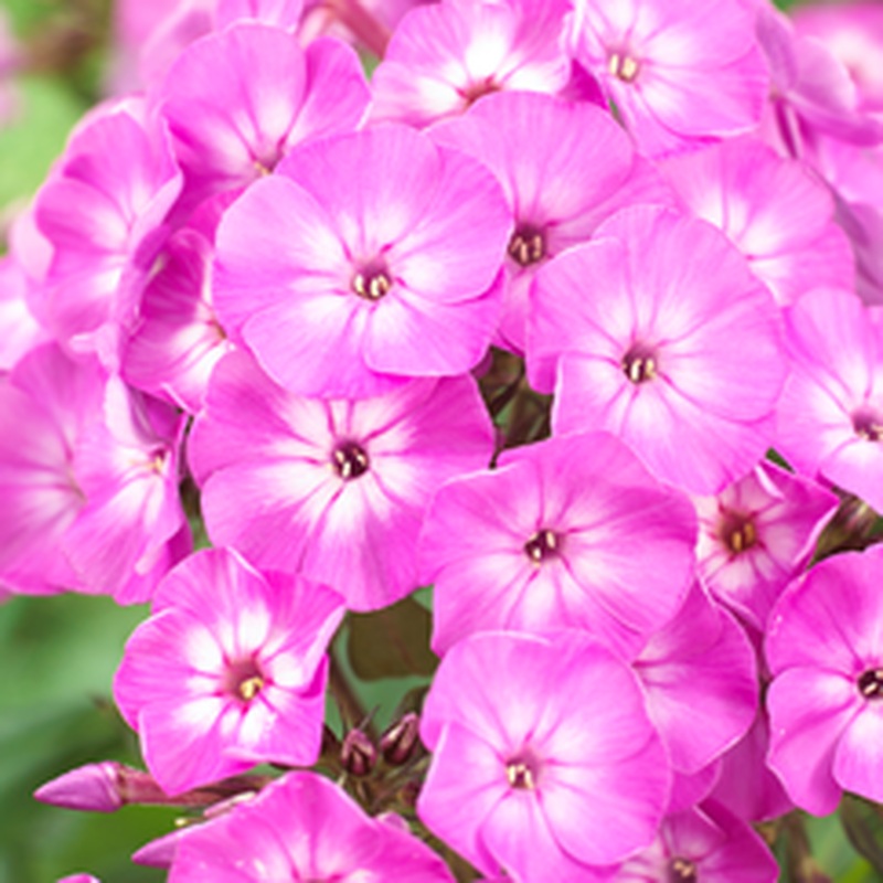 Phlox paniculata Famous Light Purple