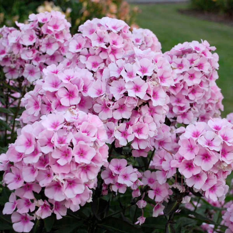 Phlox paniculata Famous Pink Eye