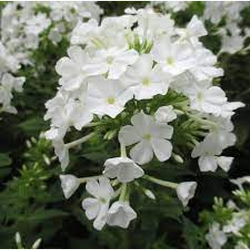 Phlox paniculata Famous White