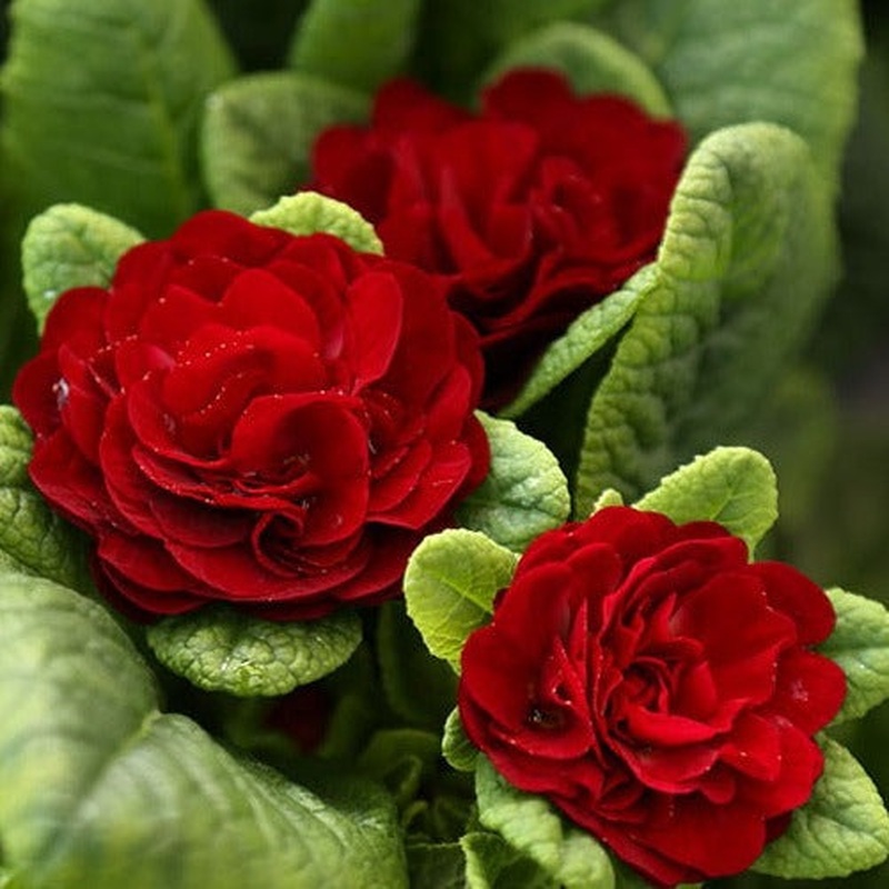 Primula belarina Valentine