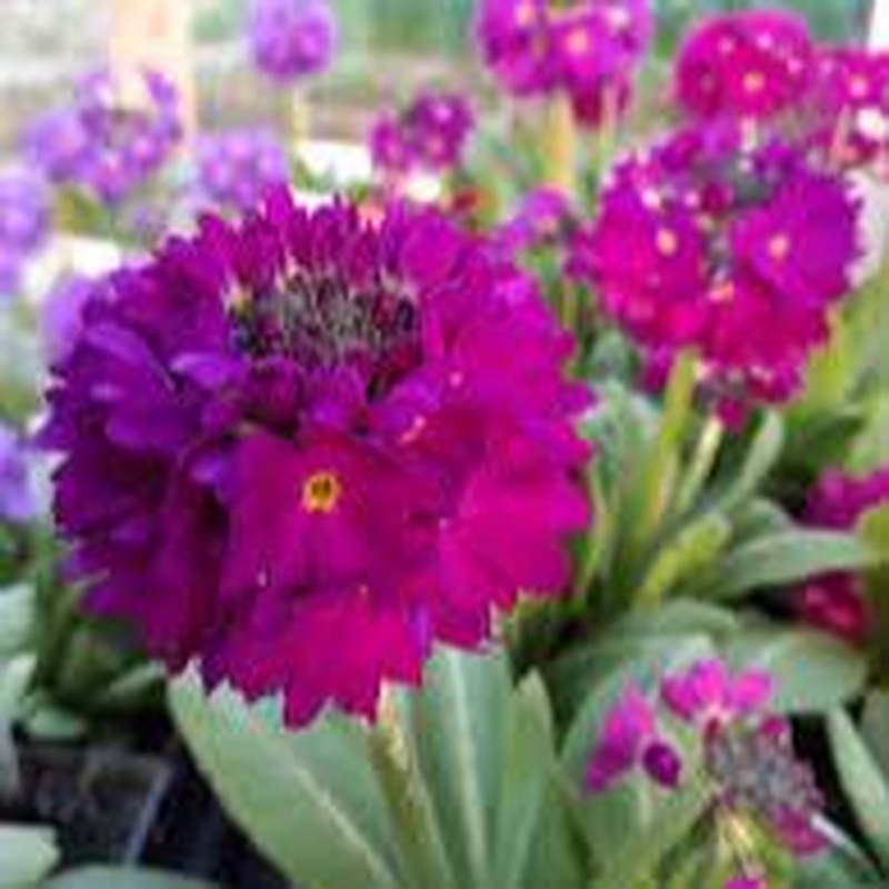PRIMULA denticulata Prom Deep Rose