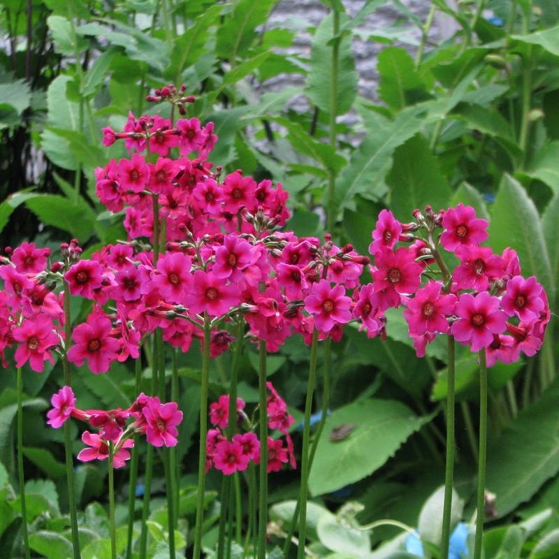 Primula Millers Crimson
