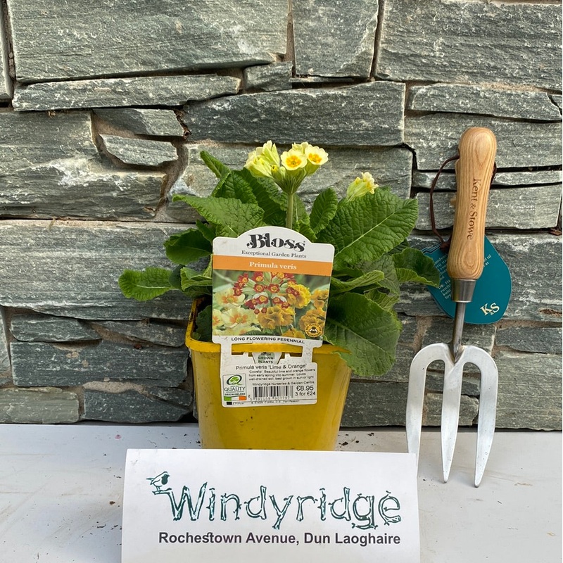 Primula veris Lime & Orange