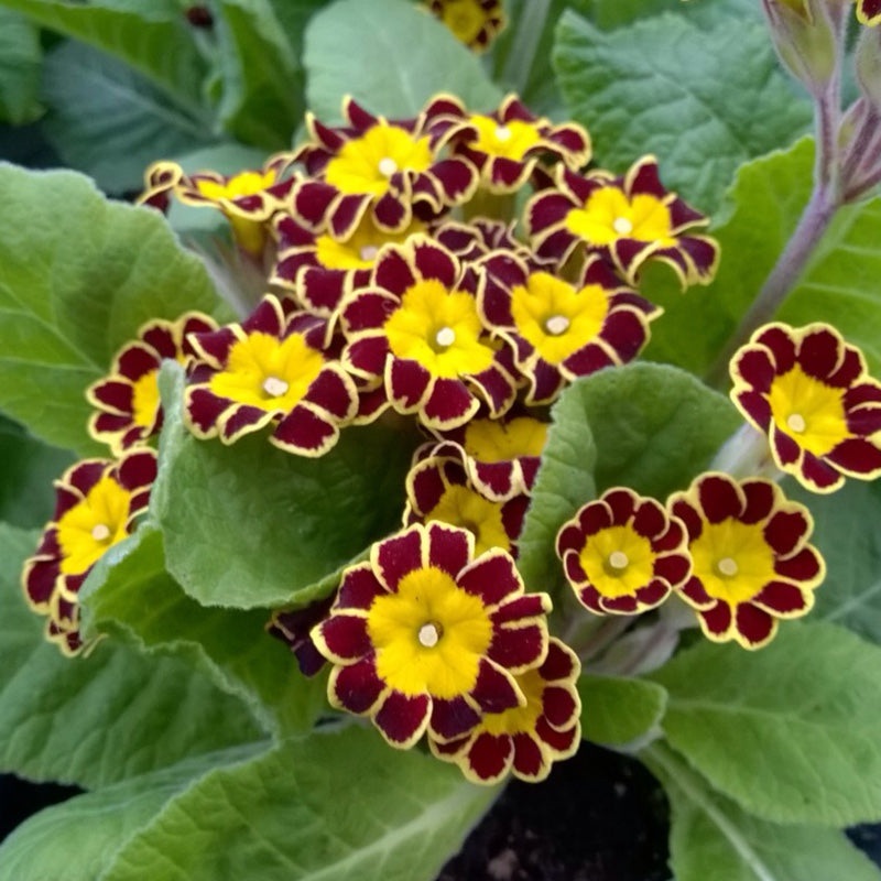 Primula veris Little Queen Red