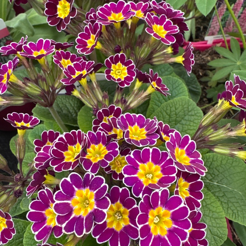 Primula veris Little Queen Violet