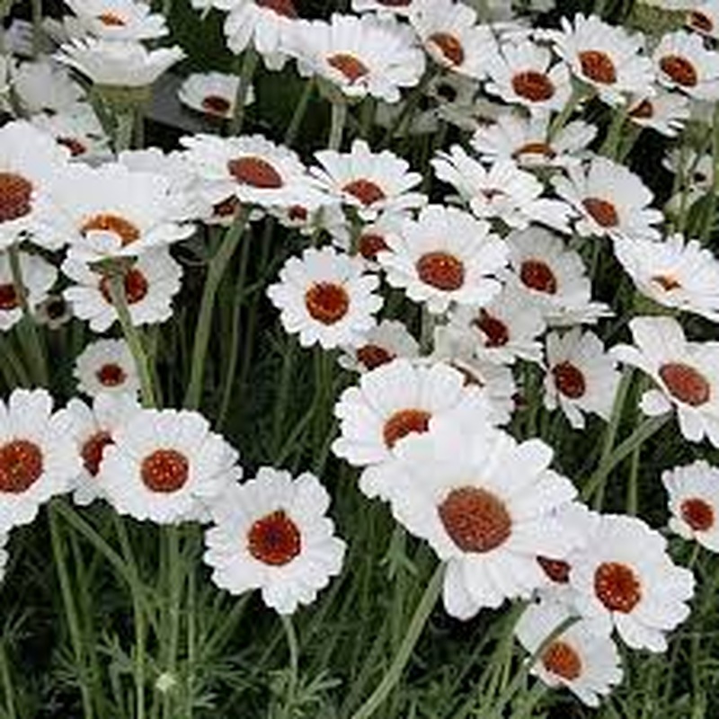Rhodanthemum Casablanca