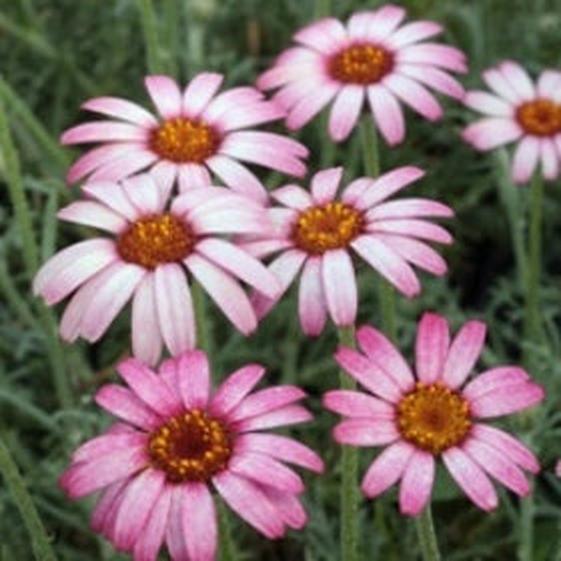 Rhodanthemum Marrakech