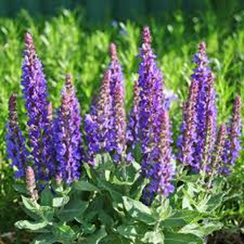 Salvia Sensation Blue
