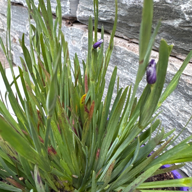 Sisyrinchium E K Balls