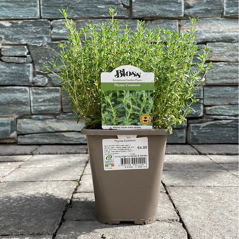 Thyme Common 1ltr pot
