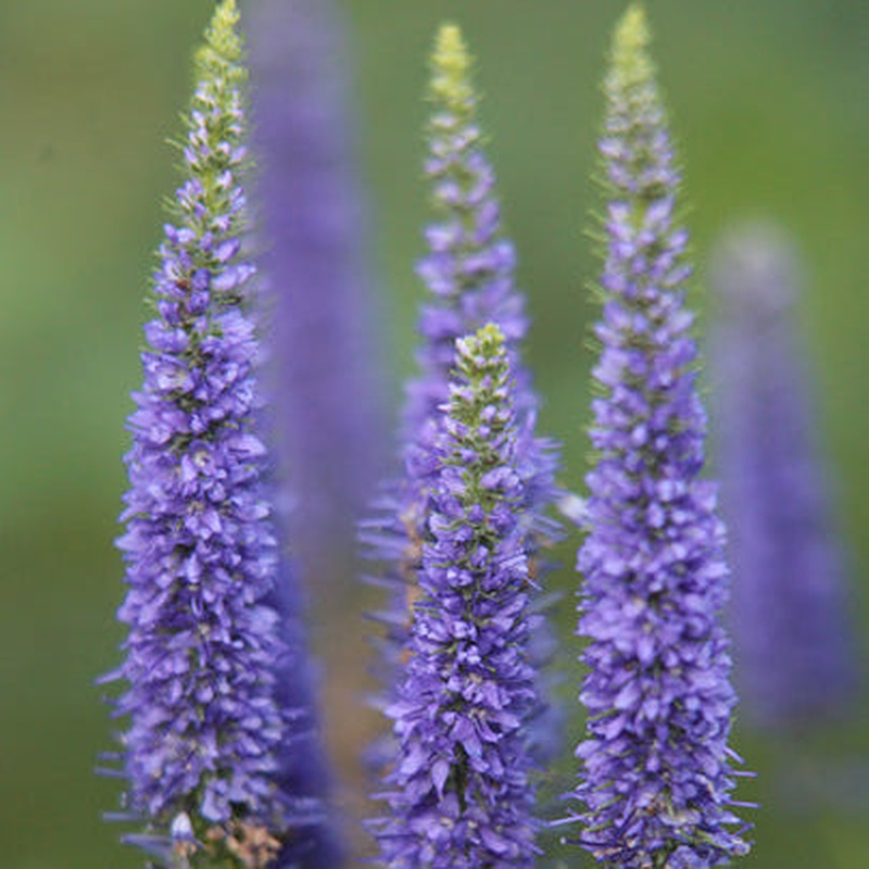Veronica Ulster Blue Dwarf