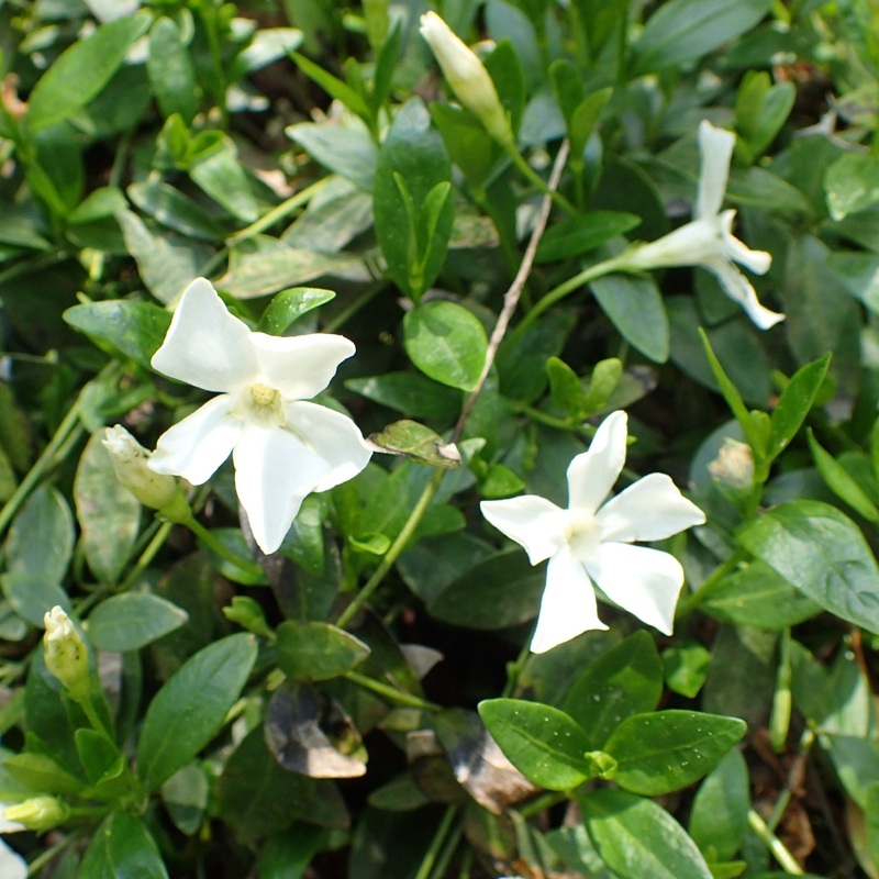 Vinca minor Gertrude Jekyll