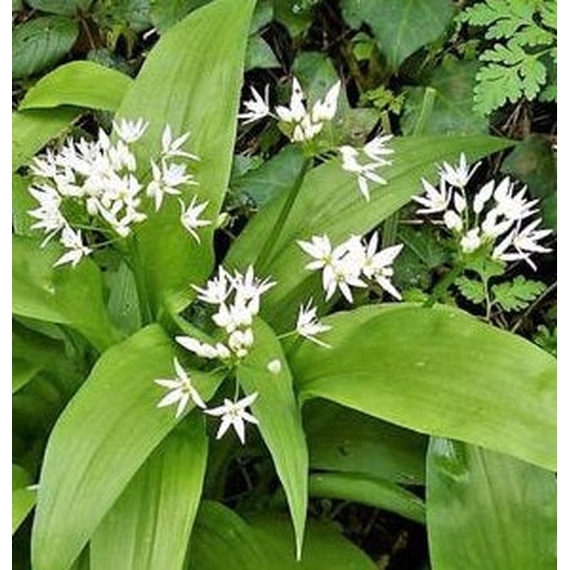 Wild Garlic
