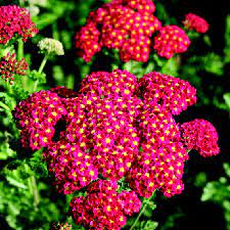 Achillea Tutti Frutti Pomegranate