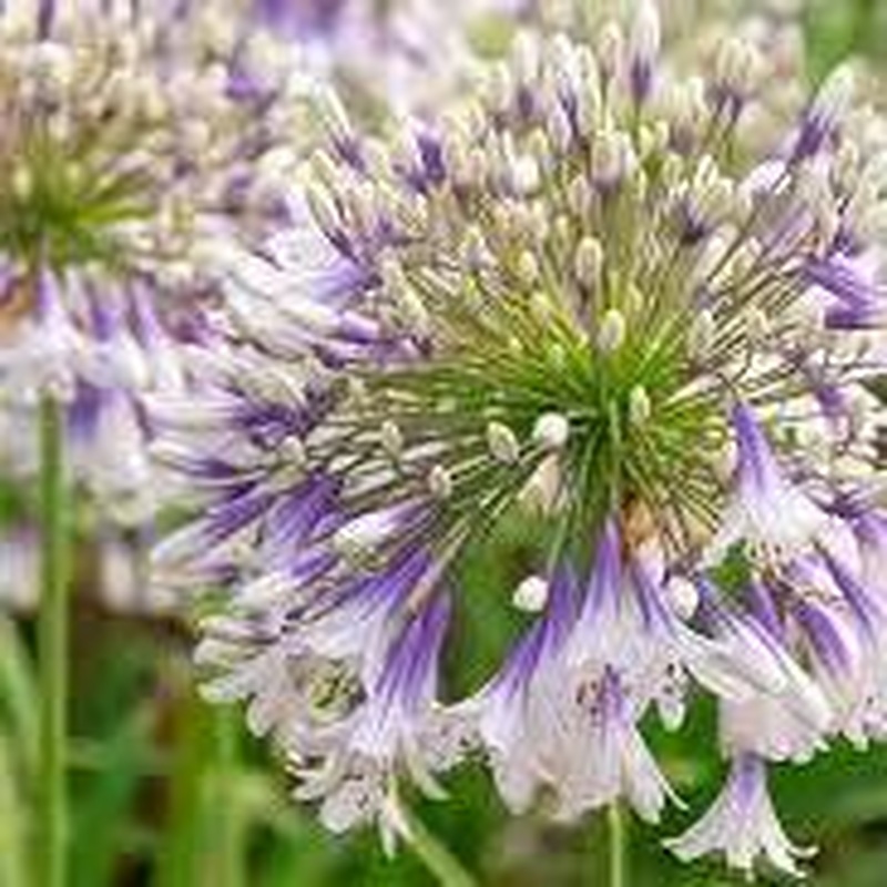 African Lily (Agapanthus Fireworks)