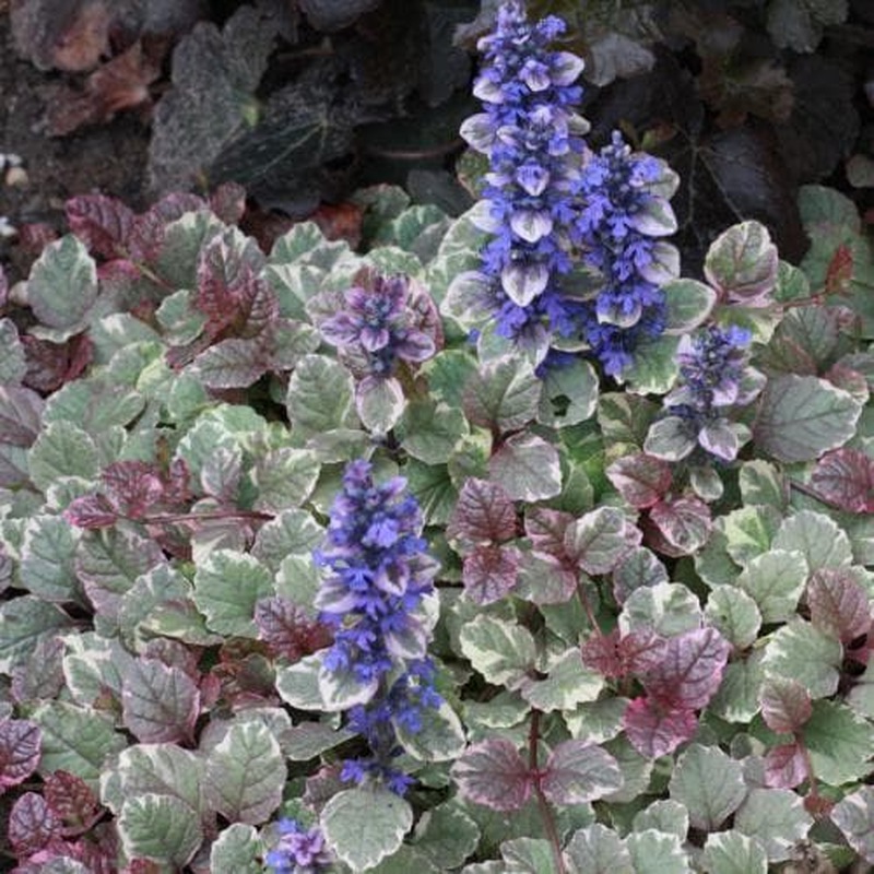 AJUGA reptans Burgundy Glow