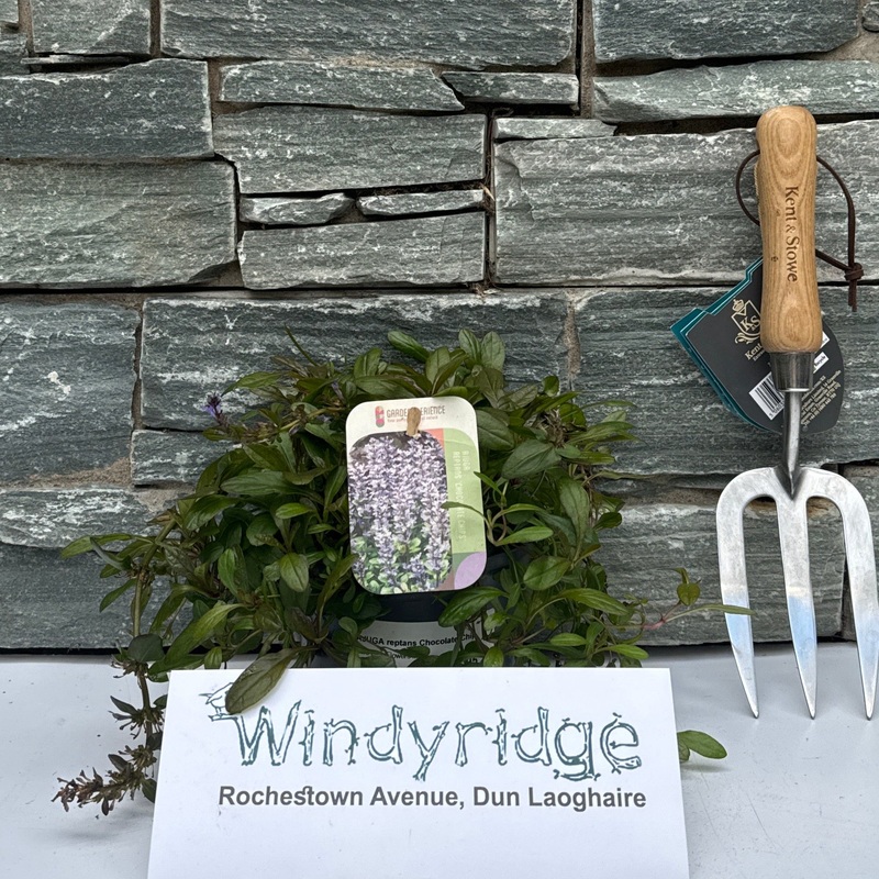 AJUGA reptans Chocolate Chip