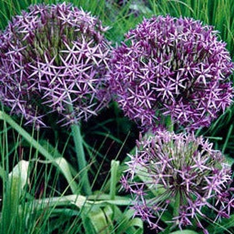 Allium cristophii