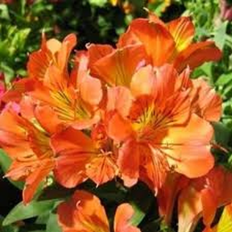 Alstroemeria Colorita Orange