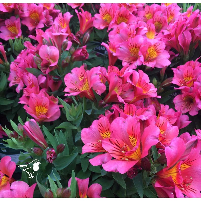 Alstroemeria Princess Eliane