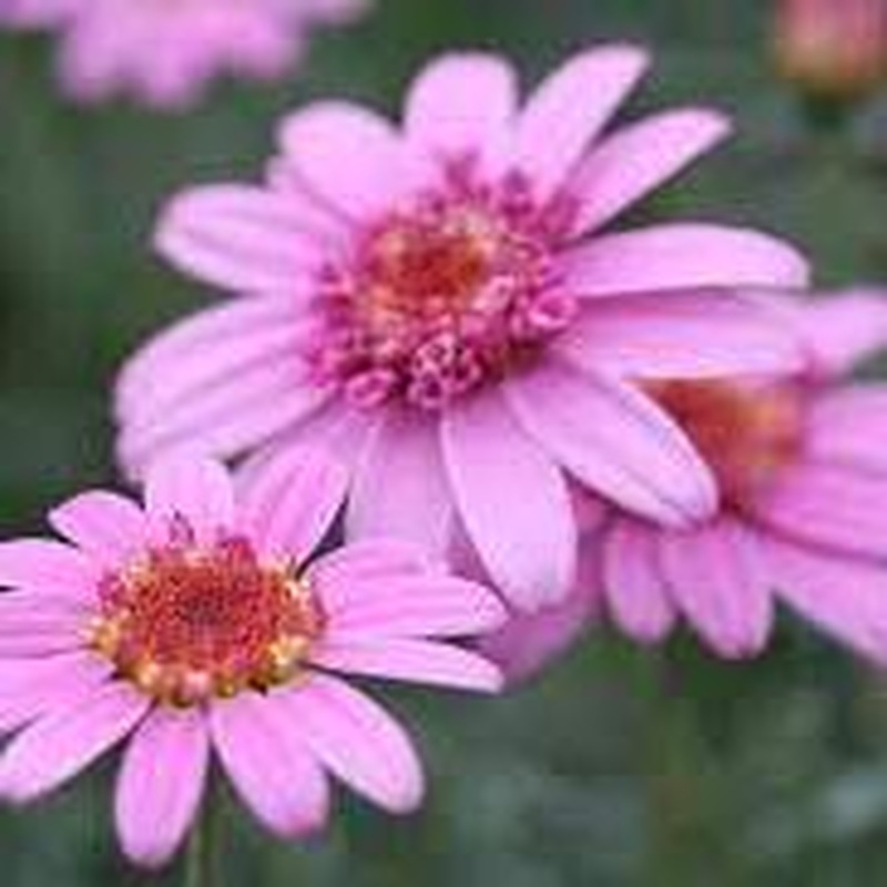 Argyranthemum LaRita Rose