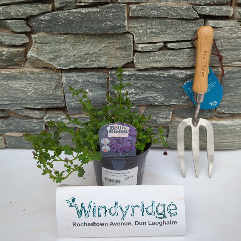 CAMPANULA port. Catharina