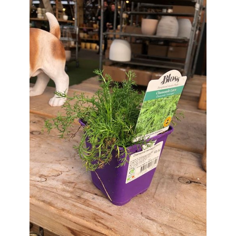 Chamomile treneague (lawn)