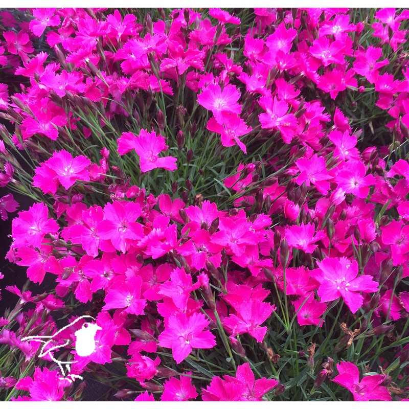 DIANTHUS Kahori