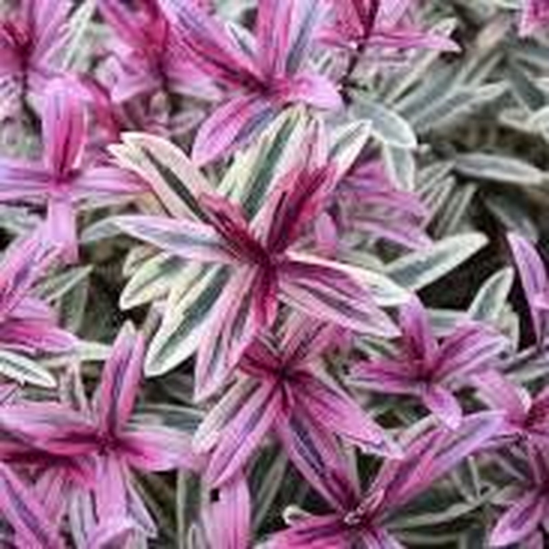 HEBE Magicolors Heartbreaker