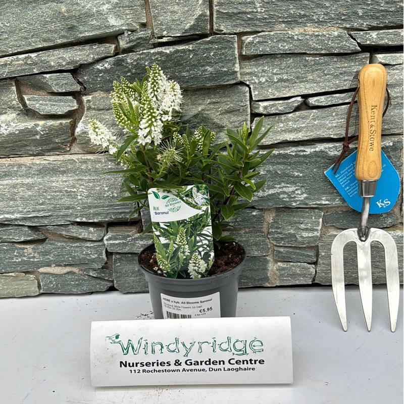 HEBE x hyb. All Blooms Saronui