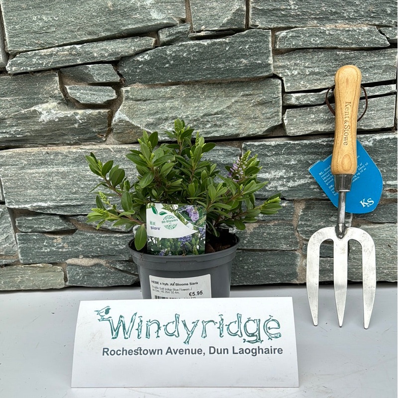 HEBE x hyb. All Blooms Siara