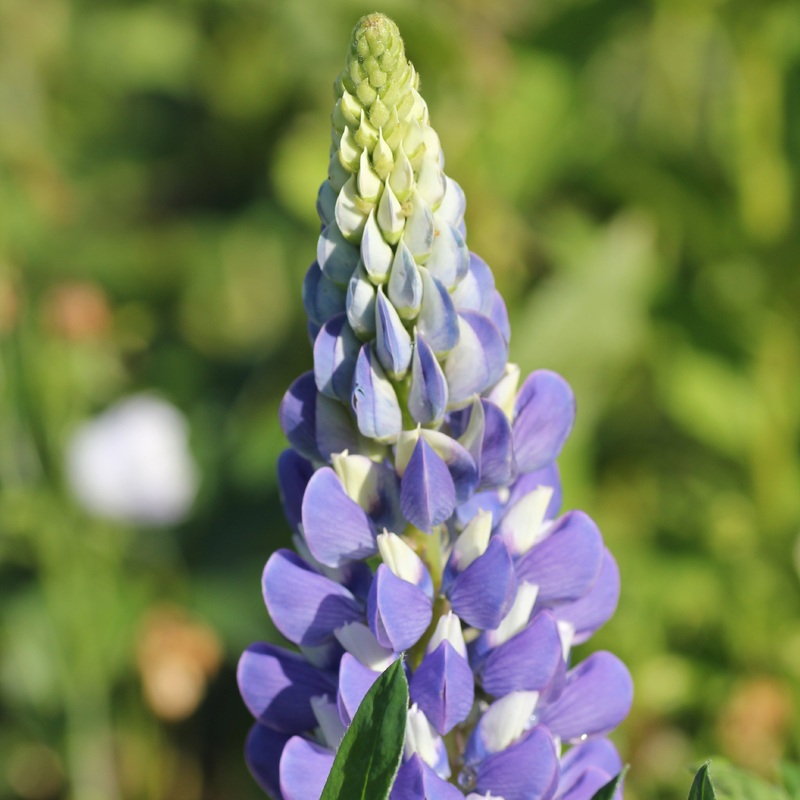 Lupinus Gallery Blue