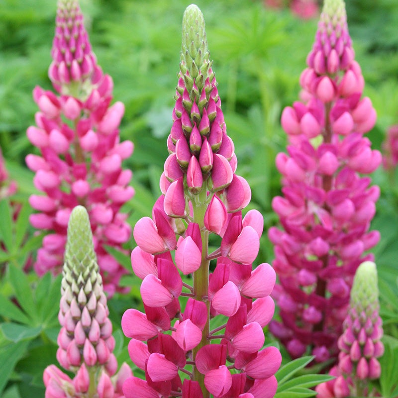 Lupinus Gallery Red