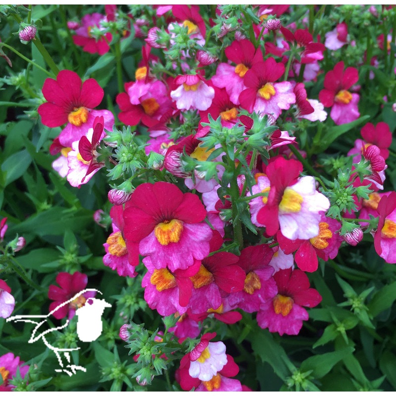 Nemesia Berry Delight