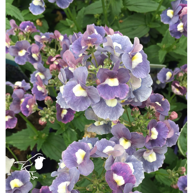 Nemesia Blue Rose