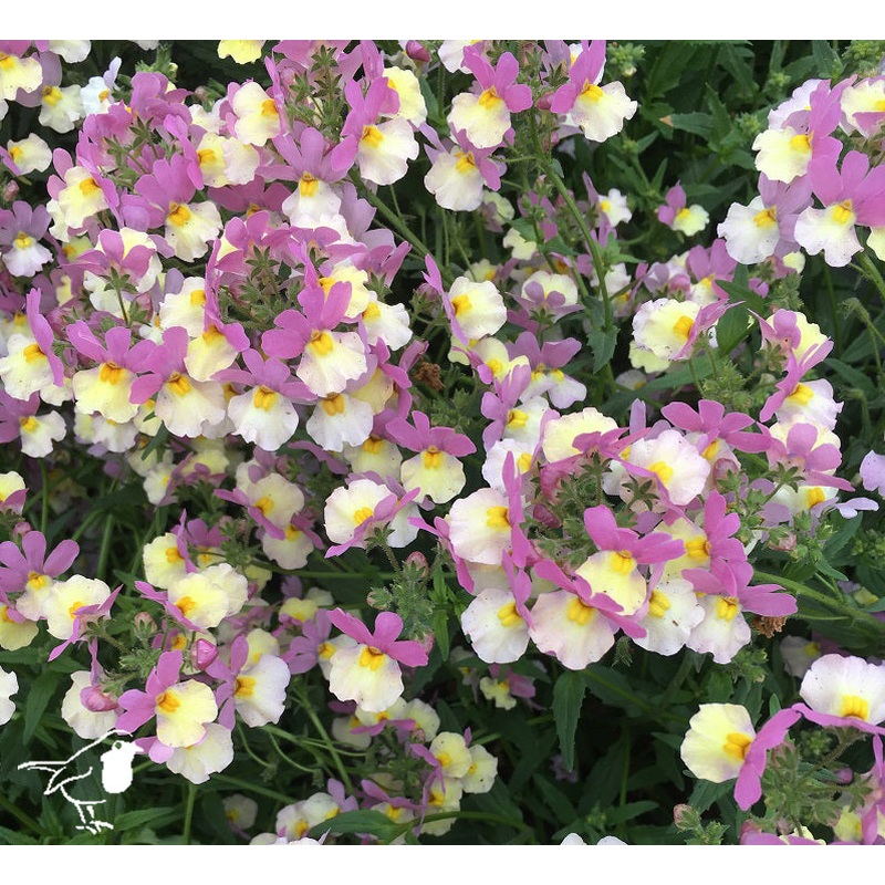 NEMESIA hyb. Pink Lemonade