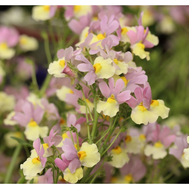 Nemesia Pink Lemonade