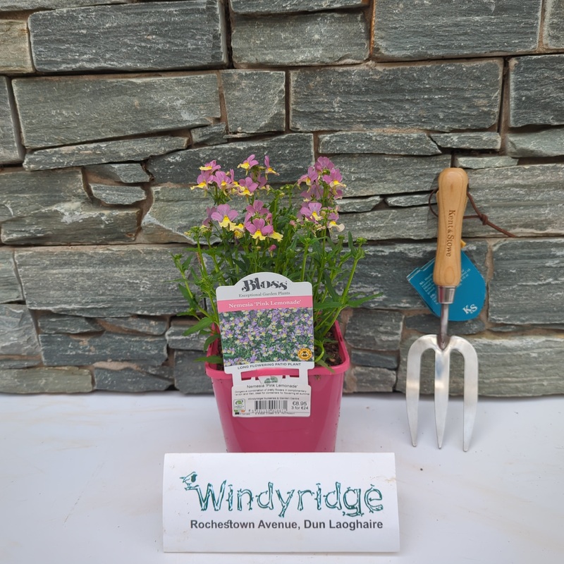 Nemesia Pink Lemonade 2L