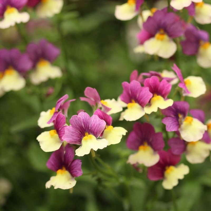 Nemesia Vanilla Berry 2L