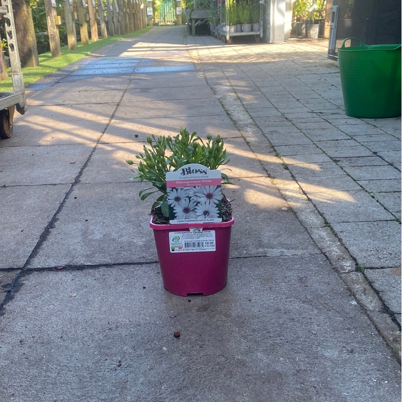 Osteospermum  Zanzibar White