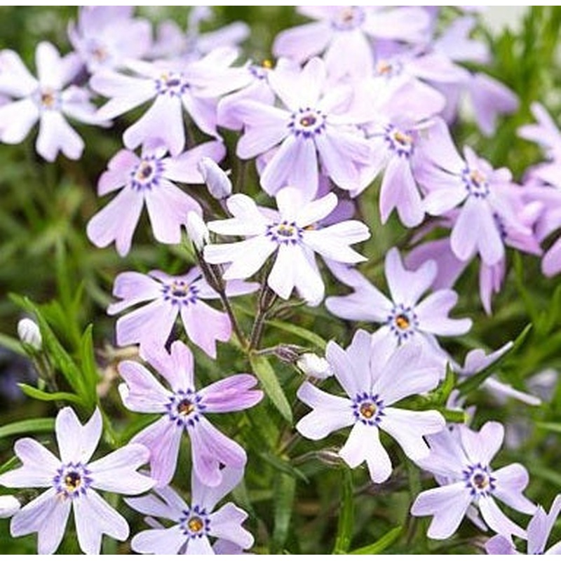Phlox subulata Fabulous Blue