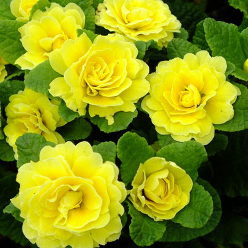 Primula belarina Butter Yellow