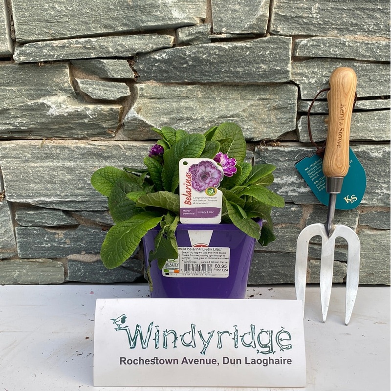 Primula belarina Lively Lilac