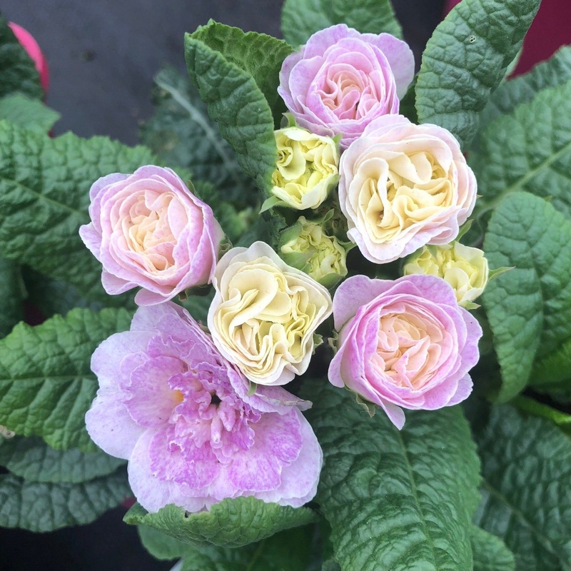 Primula belarina Pink Champagne