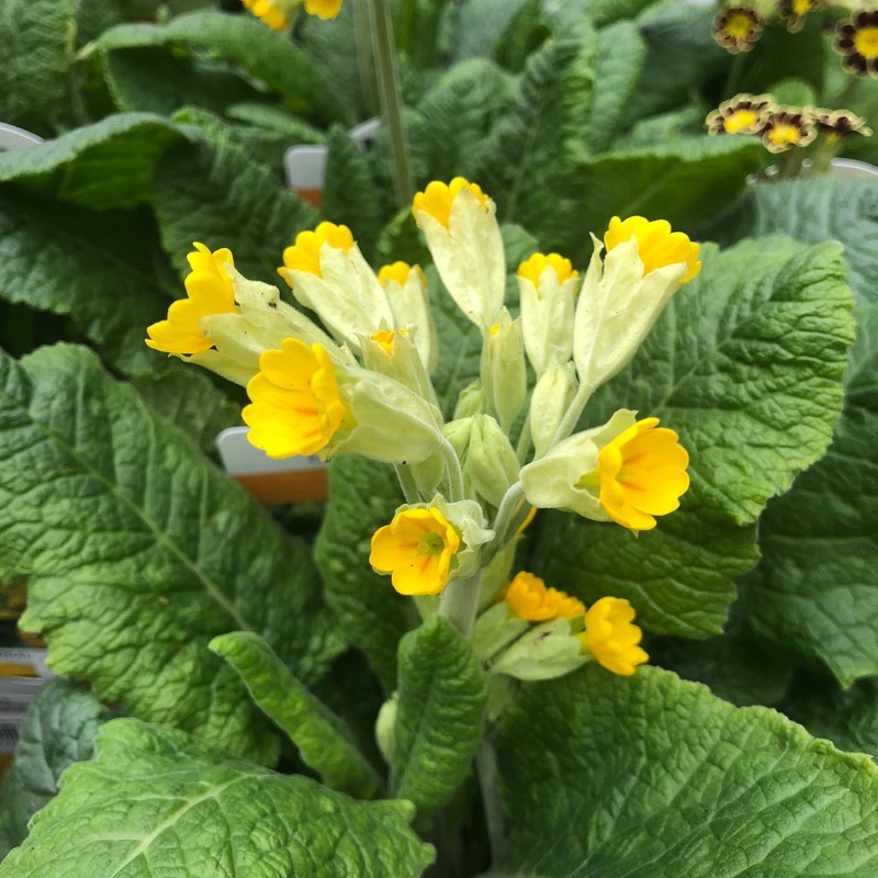 Primula veris