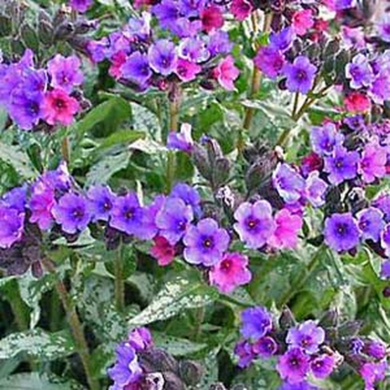 Pulmonaria Majestee