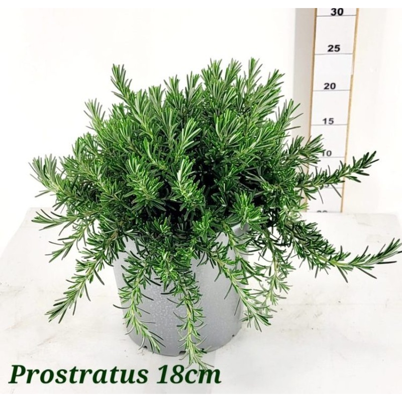 Rosmarinus officinalis  P18