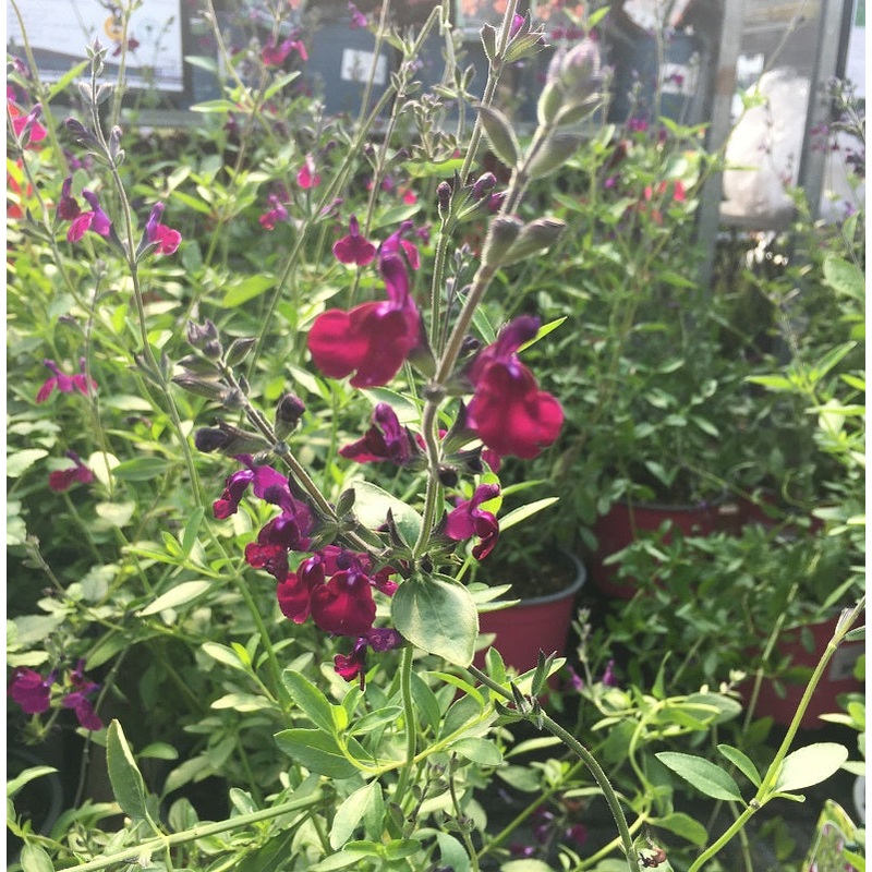 Salvia Amethyst Lips