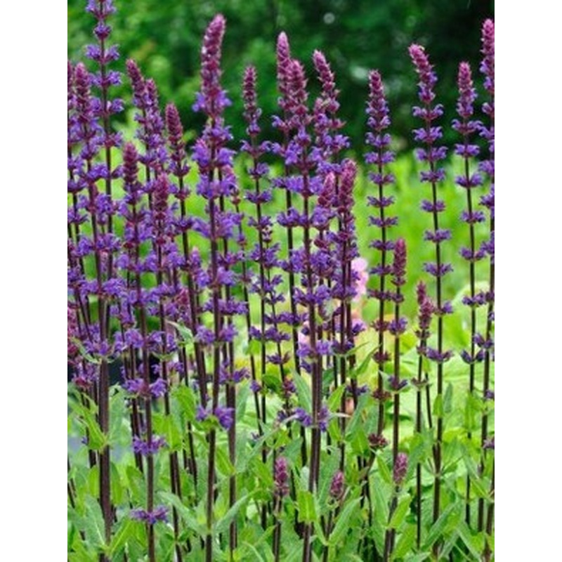 SALVIA nem. Caradonna Compact